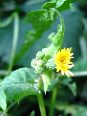 Sonchus oleraceus