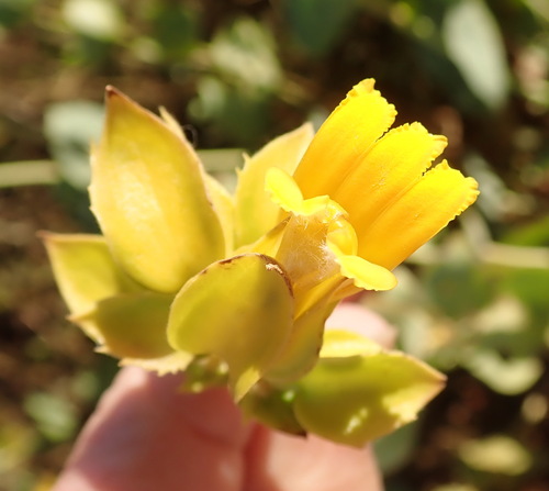 Pindan poison (Goodenia panduriformis)