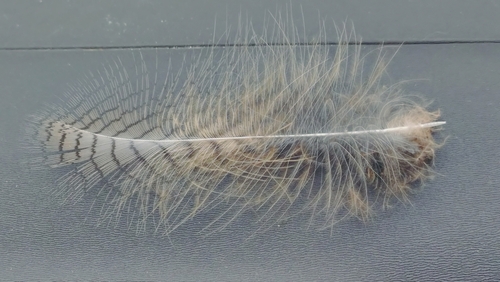 View observation of {o.common_name} on iNaturalist