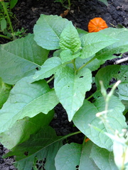 Alkekengi officinarum