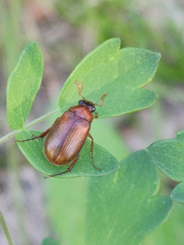 Serica polita, 2025-07-06