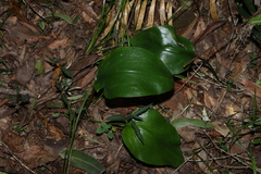 Proiphys cunninghamii, photograph (c) Greg Tasney, some rights reserved (CC BY-SA)