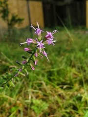 Liatris acidota