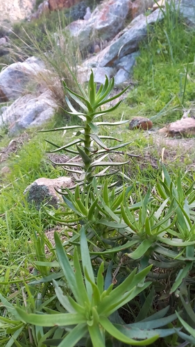 Crassula multiflora