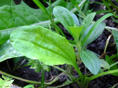 Plantago major