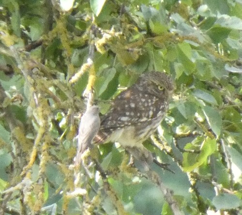 View observation of {o.common_name} on iNaturalist