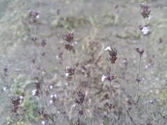 Satureja hortensis