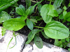 Plantago major