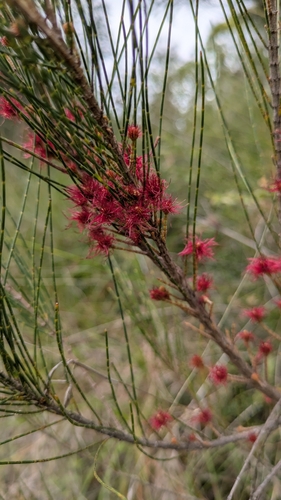 Allocasuarina emuina observed 2025-07-06