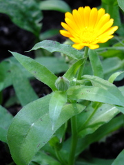 Calendula officinalis