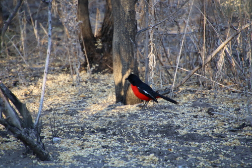 Crimson-breasted Gonolek