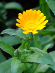 Calendula officinalis