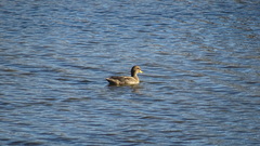 Anas flavirostris
