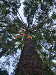 Araucaria angustifolia