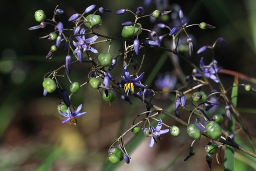 Dianella caerulea