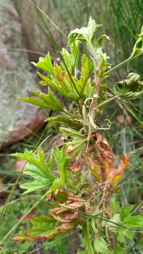 Lemonbalm Storksbill (Pelargonium citronellum)