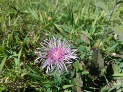 Centaurea phrygia salicifolia