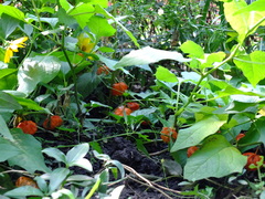 Alkekengi officinarum