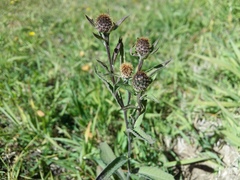 Centaurea phrygia salicifolia