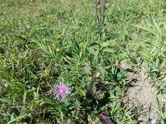 Centaurea phrygia salicifolia