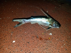 Bagre marinus