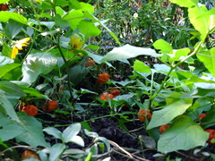 Alkekengi officinarum