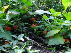 Alkekengi officinarum