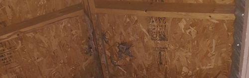 Pallid Bat