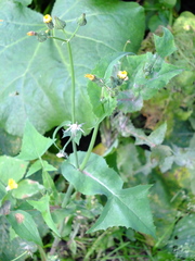 Sonchus oleraceus
