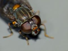 Helophilus hochstetteri