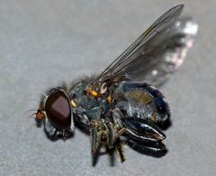 Helophilus hochstetteri