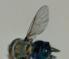 Helophilus hochstetteri