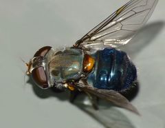 Helophilus hochstetteri
