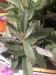 Kalanchoe tomentosa