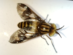 Chrysops reicherti