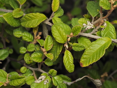 (c) Josh, some rights reserved (CC BY) Pomaderris prunifolia, photograph (c) Josh, some rights reserved (CC BY)