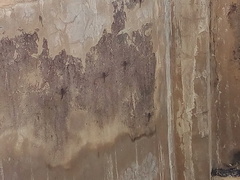 Bradinopyga strachani