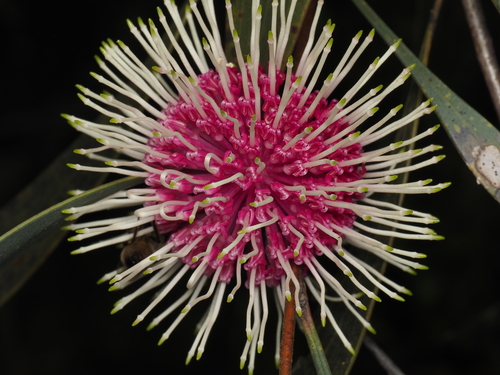 Hakea laurina