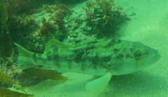 Paralabrax nebulifer