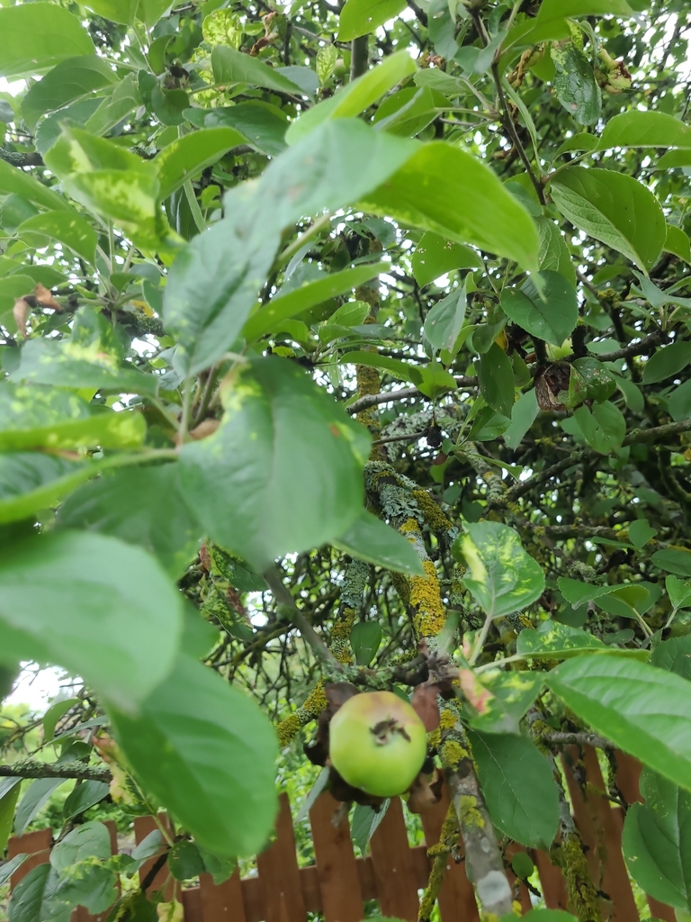 Malus domestica