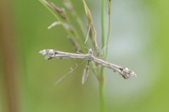 Gillmeria pallidactyla