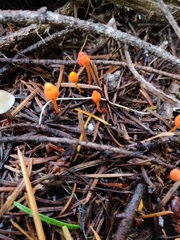 Mycena strobilinoidea
