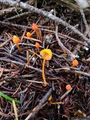 Mycena strobilinoidea