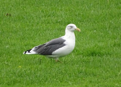 Larus fuscus