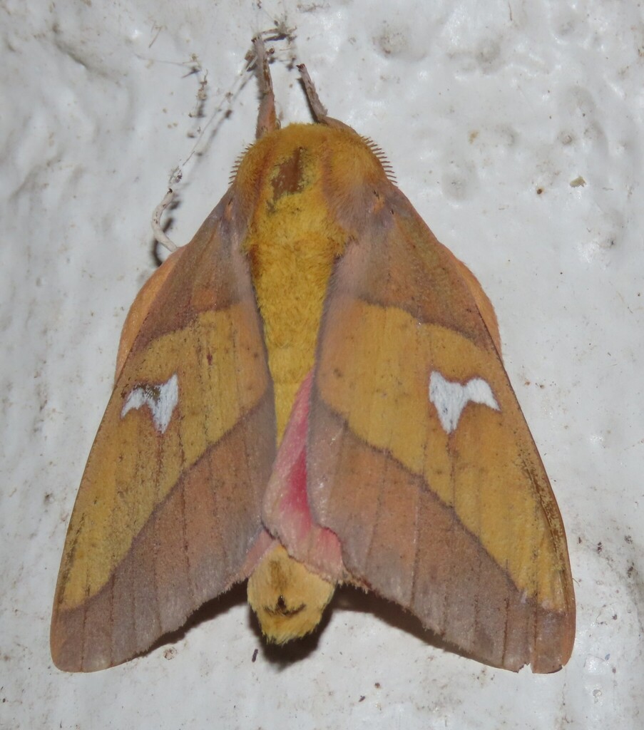 Syssphinx blanchardi