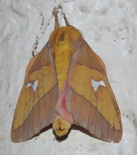 Syssphinx blanchardi