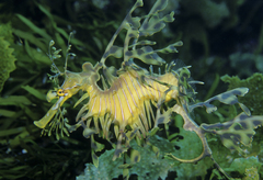 Phycodurus eques