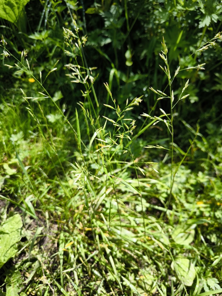 Poa