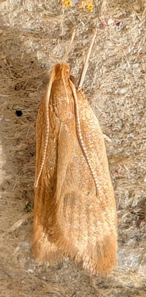 Orange Crest