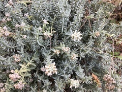 Teucrium capitatum capitatum